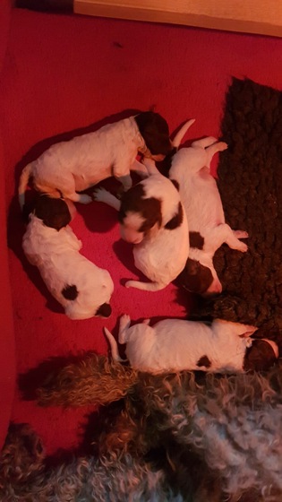 2017-01-23 Othello_Soehne